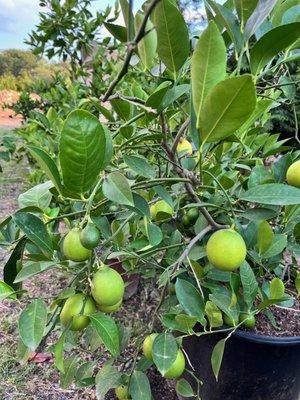 Figs on fig tree