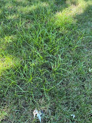 Untreated weeds the entire spring and summer.