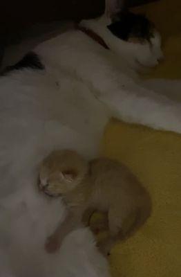 Found a baby kitten and then a new mother who lost her only born baby. They loved each other as soon as they met.