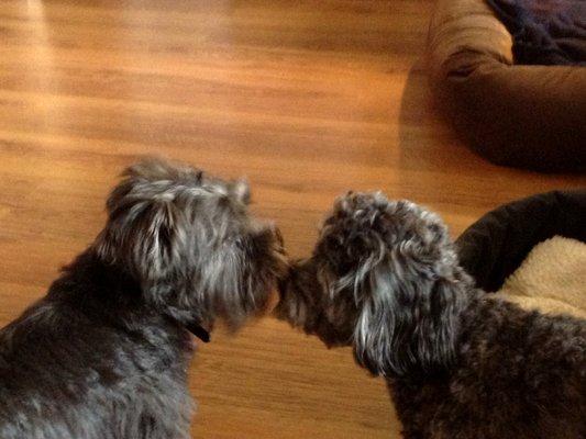 Ollie and Zeus kissing :). They are brothers :)