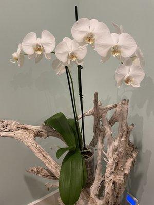 Simple, white Phal on a driftwood piece.