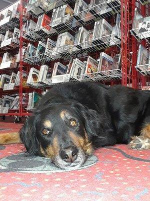 Scooter the shop dog is always ready to greet you!