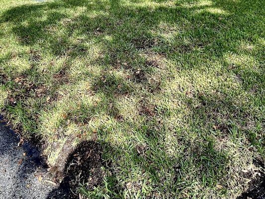 Cutter's Edge lawn care after one year.