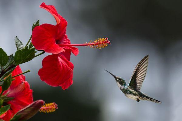 Beautiful humming bird picture