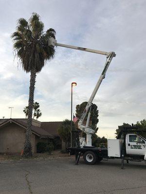 Palm tree pruning