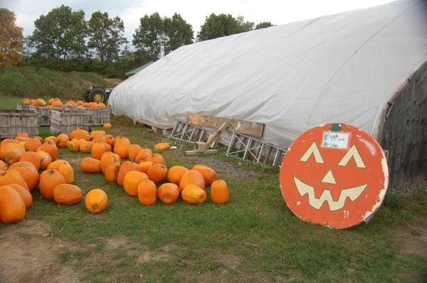 Pumpkin patch