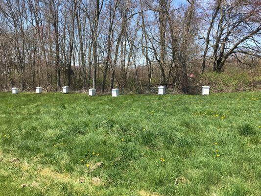 Beehives for fresh honey