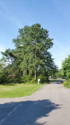 Unfinished tree and parking lot service