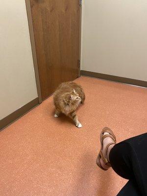 My cat in the exam room.