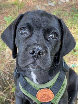 Cute Puggle