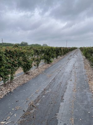 Blackberry field