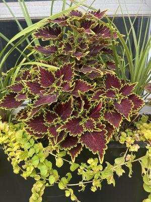 More coleus on a window planter box installed in Fishtown.