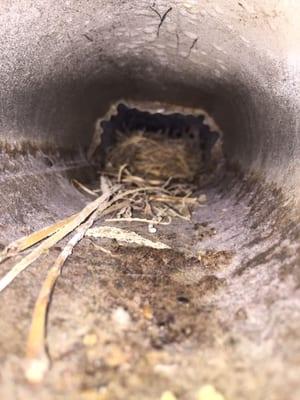 Birds nest in the dryer vent , so dangerous