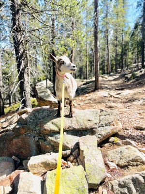 Guided Goat Hikes