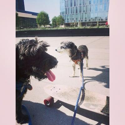 These two brothers like to skateboard around the police station and then pee on it.