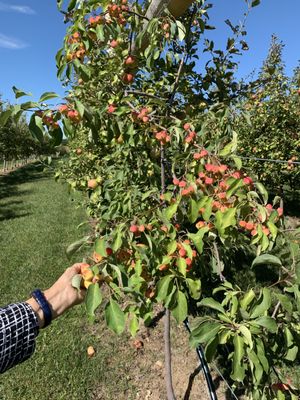 Sabiha Sagri plucking the apples.