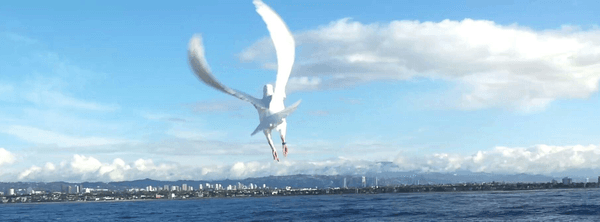 Flying Home From A Yacht, Marina Del Rey.