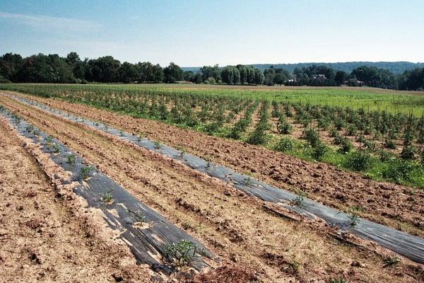 Cossel Farms