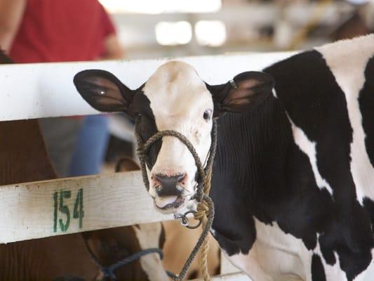 We cows run the fair!  It's not the sheep, the goats, or the chickens.  You don't see us being sheared, do you?  Cows FTW!