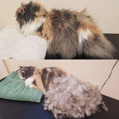 Baths and deshedd help with hairballs, shedding and allergies. This is a before and after of Kobbie the kitty