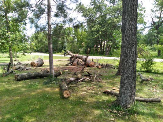 lawn left full of tree parts