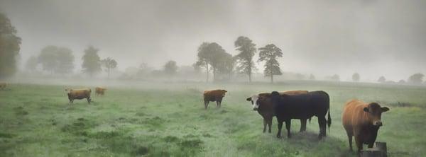 Early morning pasture somewhere in Normandy France