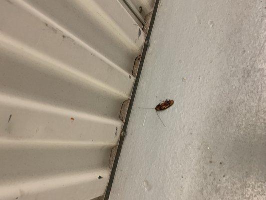 only one of the roaches found inside the building along with rat droppings