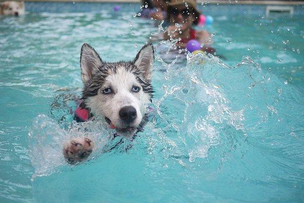 Pool for the whole family