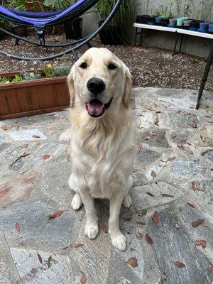 Rainy day but happy boy after getting groomed