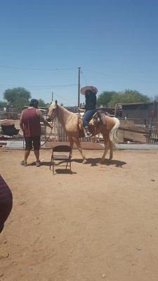 Horse Riding