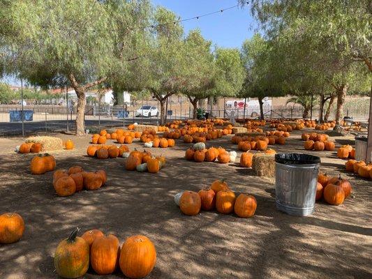 Same pumpkin patch area