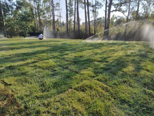 New sod and irrigation