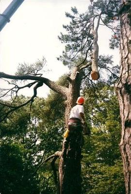 Grigg Brothers Tree Service