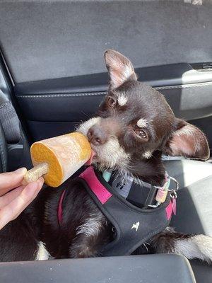 Peanut Butter and Pumpkin frozen Dog Pop