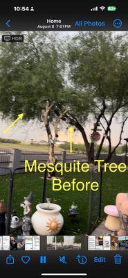 The mesquite tree before it was all cleaned up as you can see it needs it drastically.    Company used : Tree Galaxy LLC