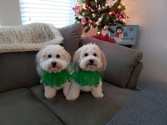 Merry Christmas, Aunt Dorris and Uncle Dru!  Love our spa days with you❤️🐾 Sampson and Delilah