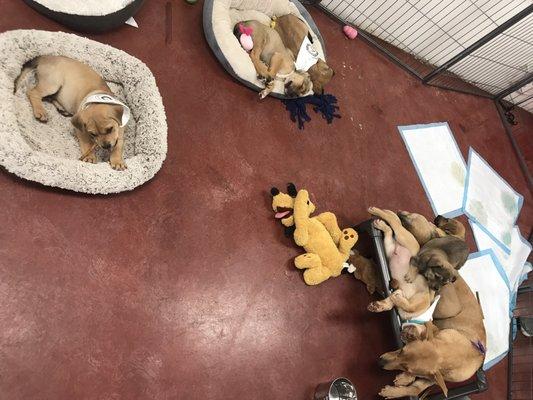 A huge litter was well behaved and had lots of toys, beds, and chews to keep them happy.