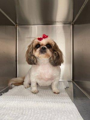 Olivia-ShihTzu Matted body shaved, with ears and tail left long