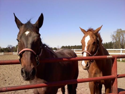 Horsescape Farm