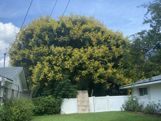 Such a beautiful rain tree in bloom today