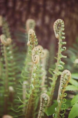 Sword Fern Fiddle Heads