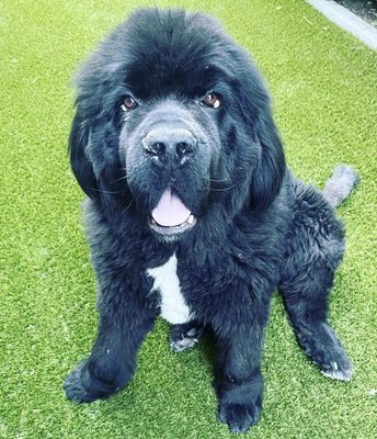 My two beautiful newfoundlands