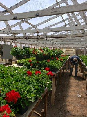 Many varieties of geraniums