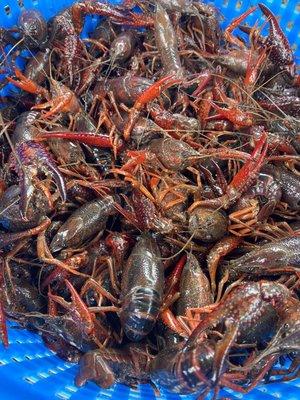 Live crawfish