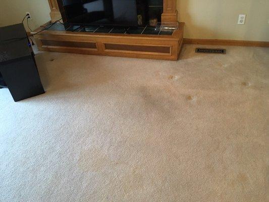 Before picture of customer's carpet.