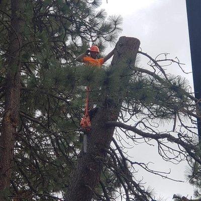 Just hanging out topping some trees!!