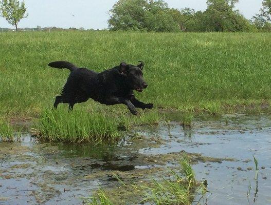 Labrador retriever