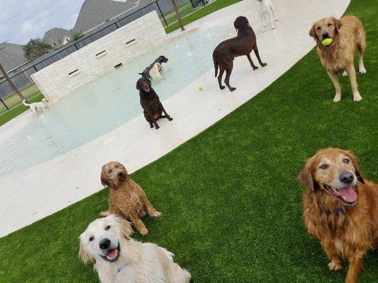 Our state of the art pool in Large Dog Daycare is complete with waterfalls and jets, an acre grass yard  and a covered turf and pavilion.