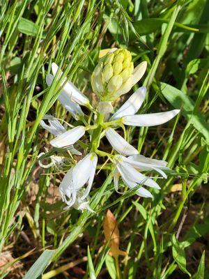 White Camas