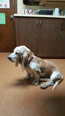 This old Basset hound felt at ease on her first visit thanks to Dr. Sean Baker.